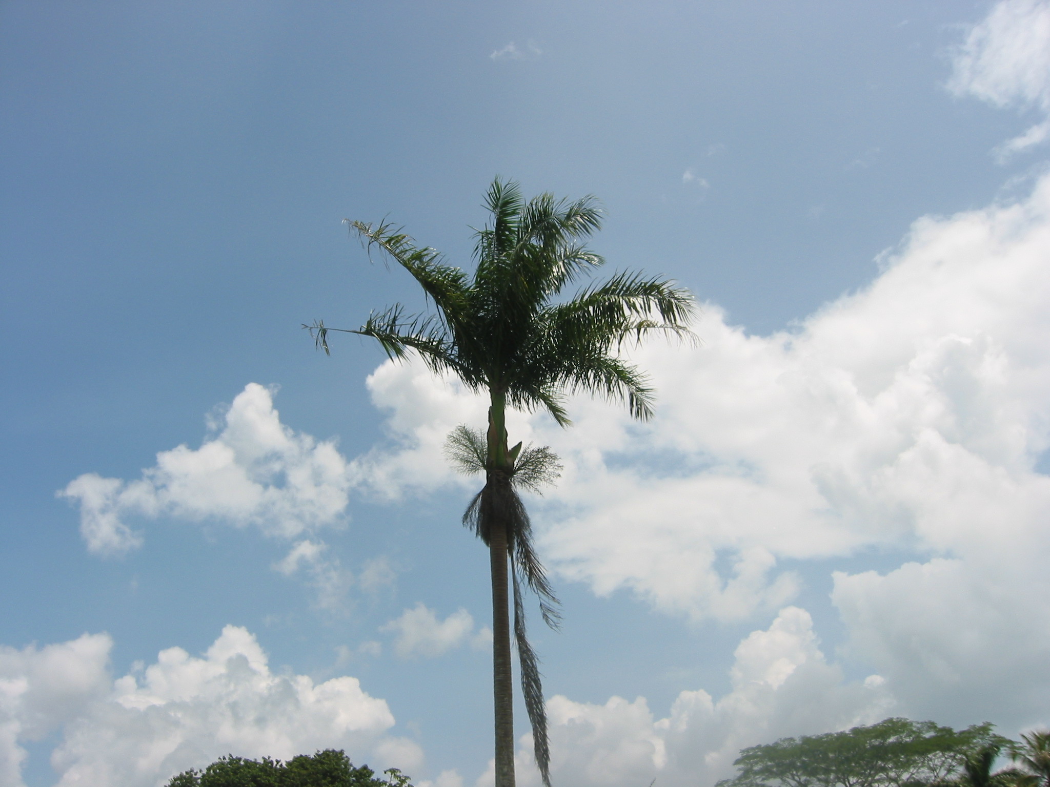 Royal Palm | Pics4Learning