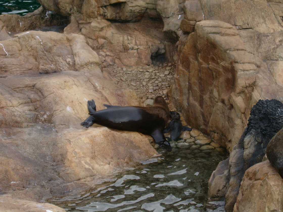 sea lion and baby