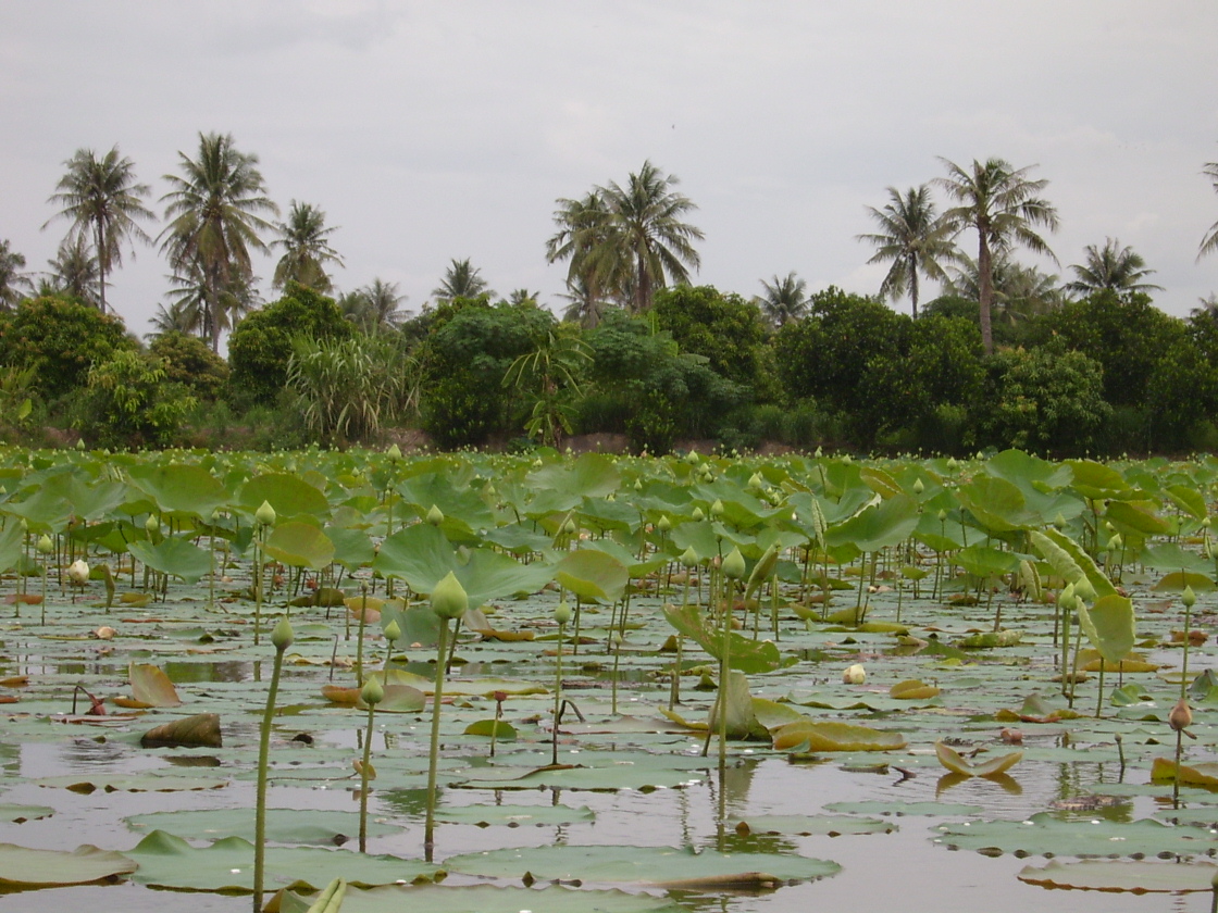 Lotus and Palm Trees | Pics4Learning