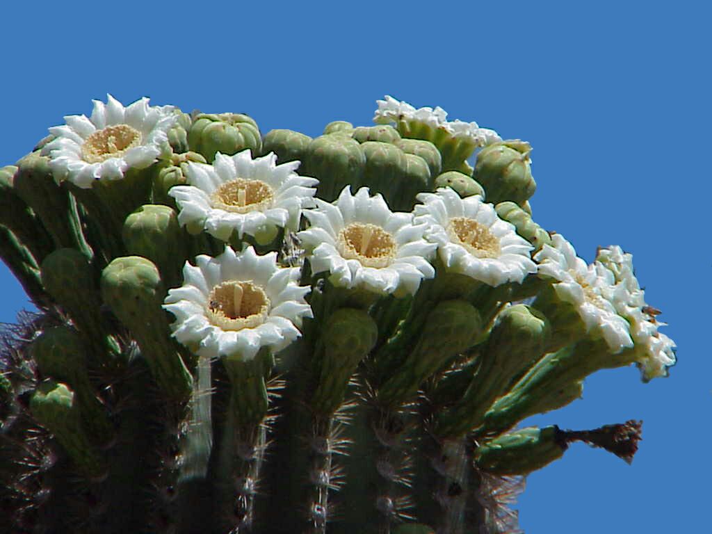 Saguaro Cactus Bloom | Pics4Learning