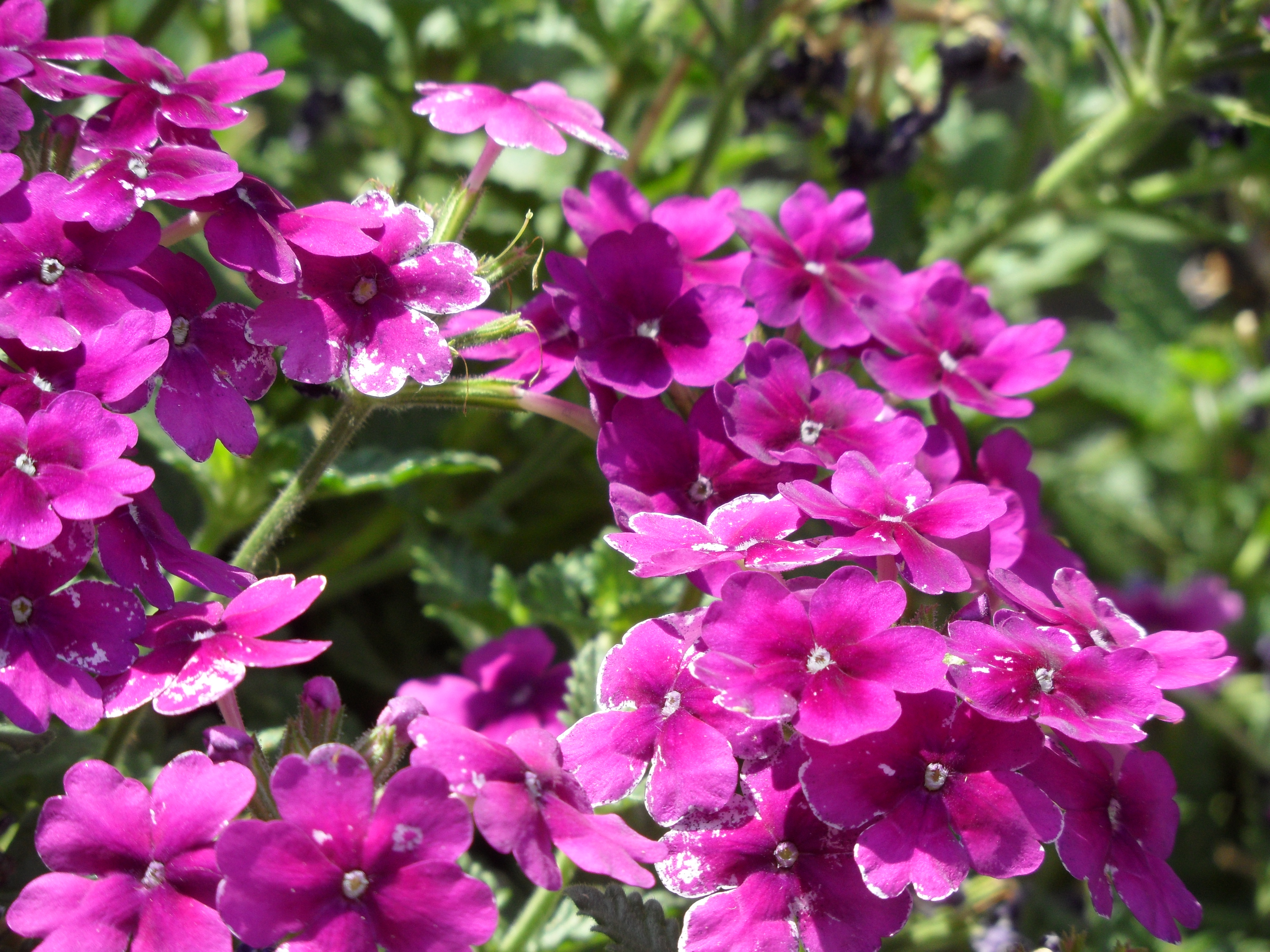 Purple Verbenas | Pics4Learning