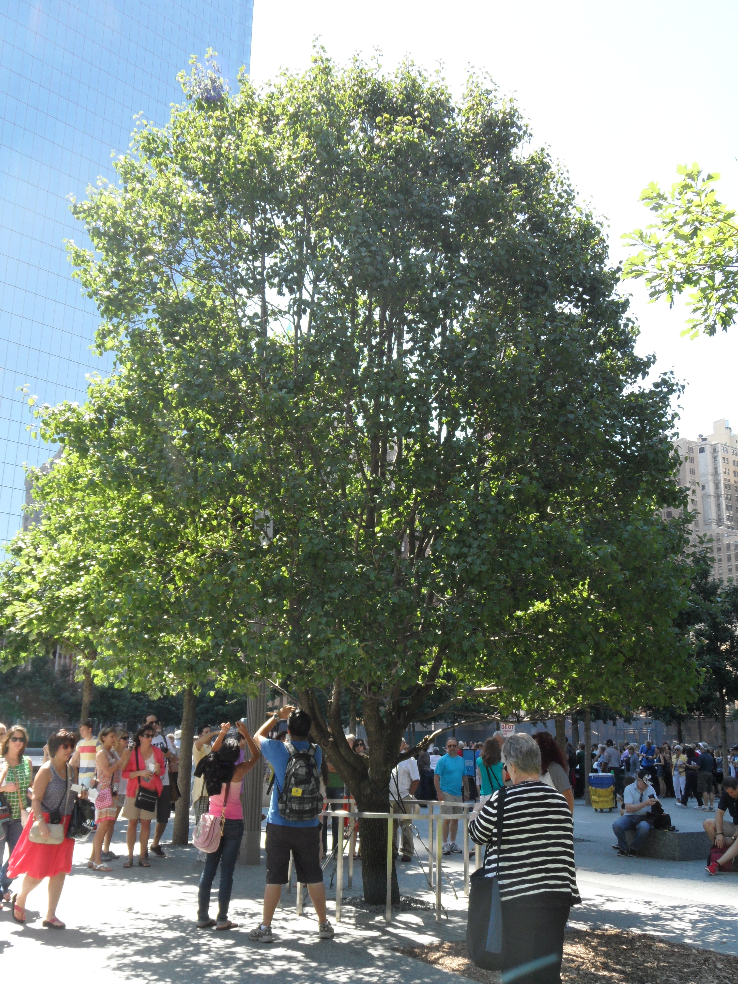 The 9/11 Survivor Tree
