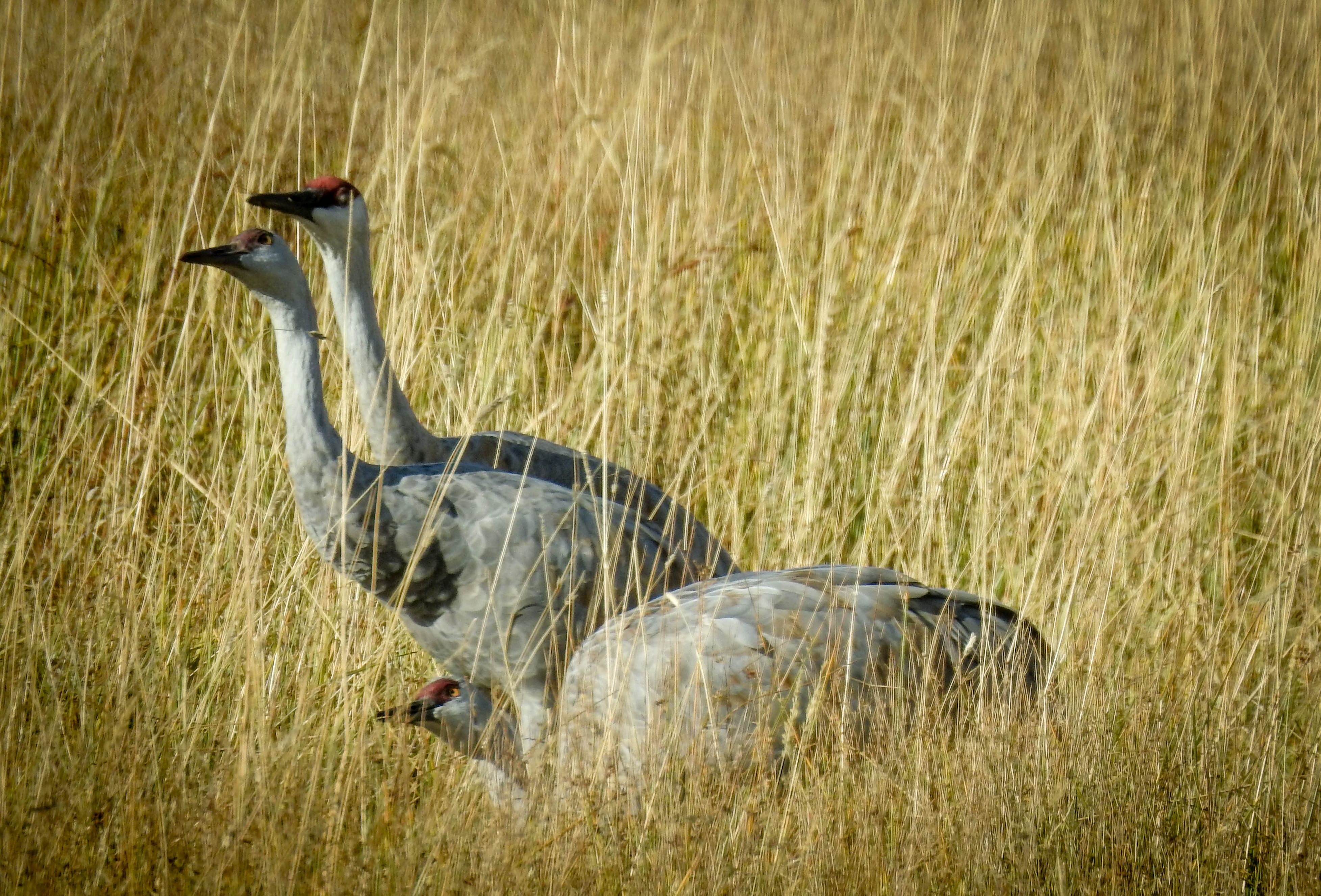 Sandhill Cranes | Pics4Learning