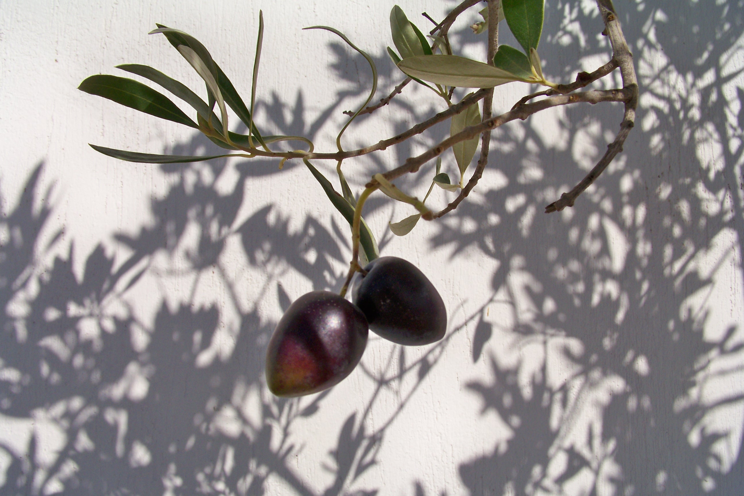 Olive Tree Cast Shadows | Pics4Learning