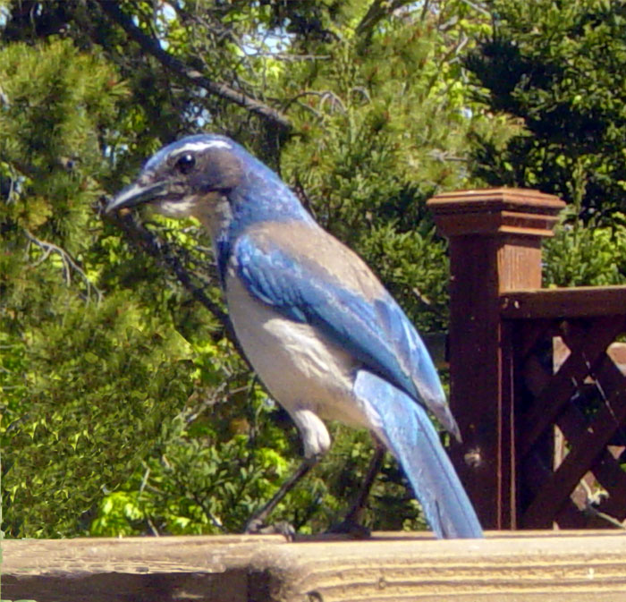 Scrub Jay | Pics4Learning