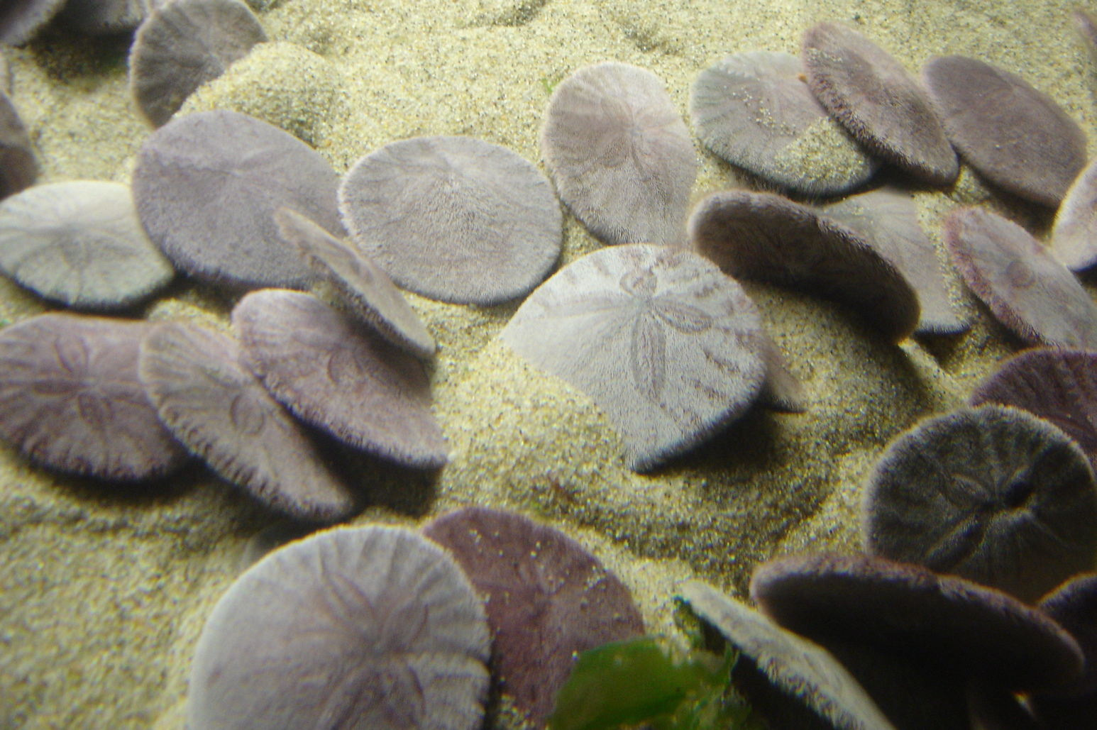 sea-clams-or-sea-dollars-pics4learning