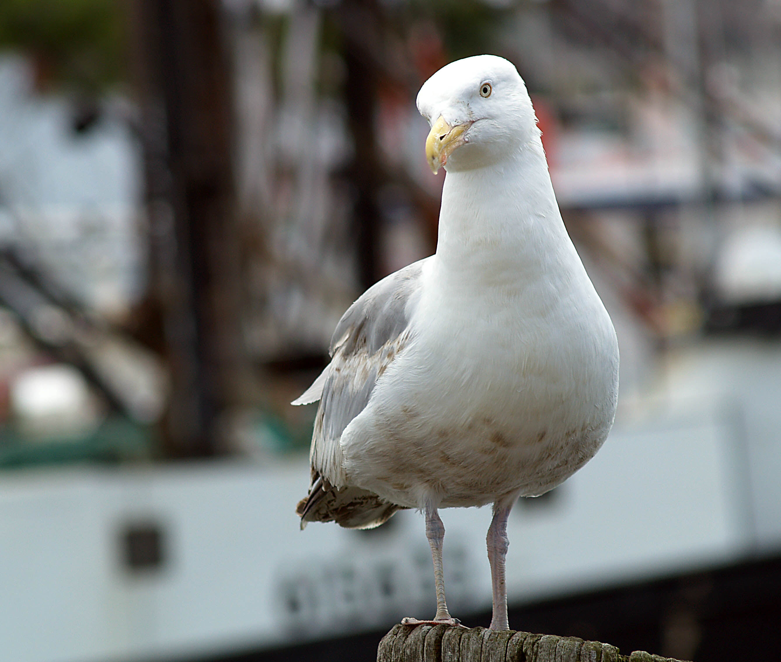 Seagull on post | Pics4Learning