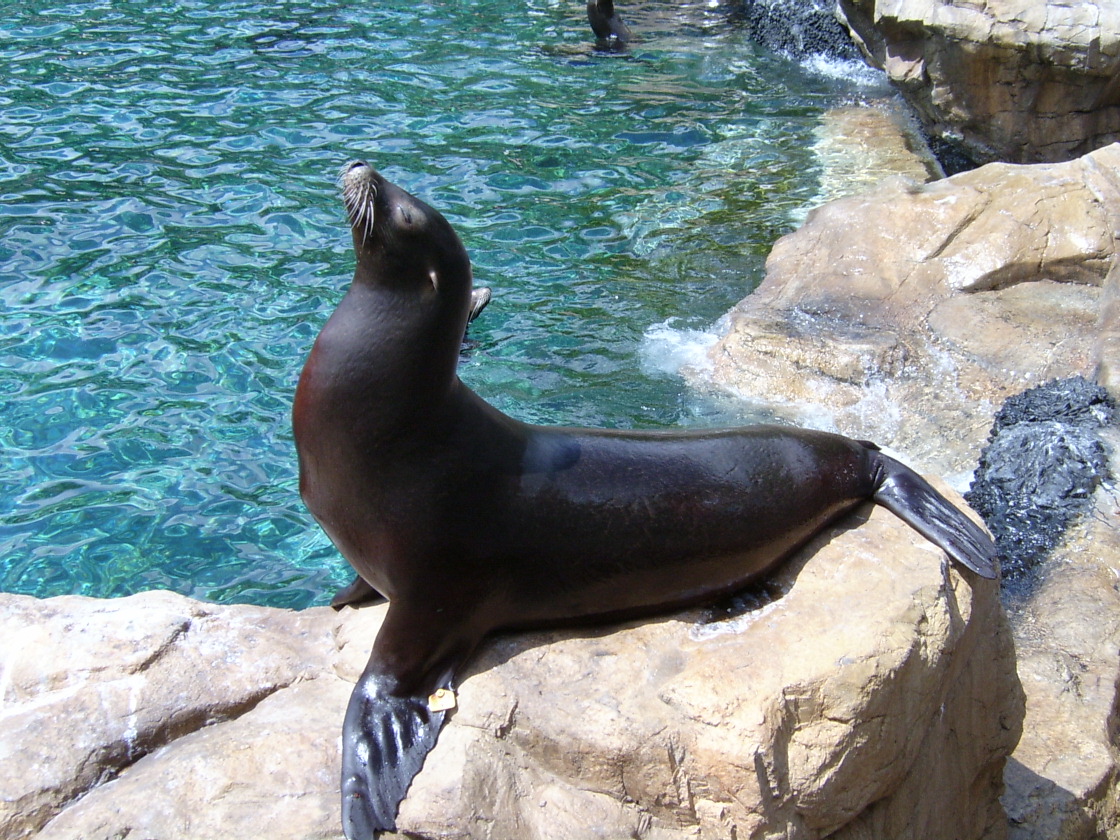 wild republic sea lion