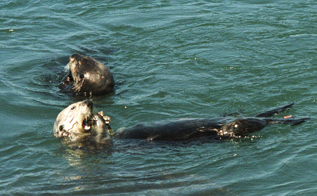 Sea otters eating | Pics4Learning