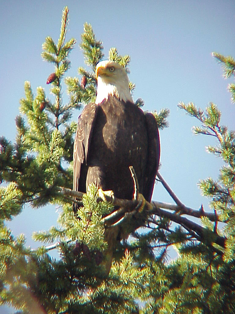 Male Bald Eagle Pics4Learning
