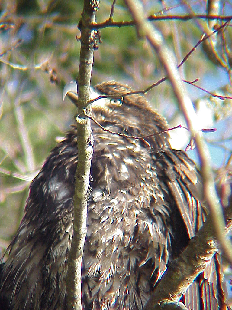 Female Bald Eagle | Pics4Learning