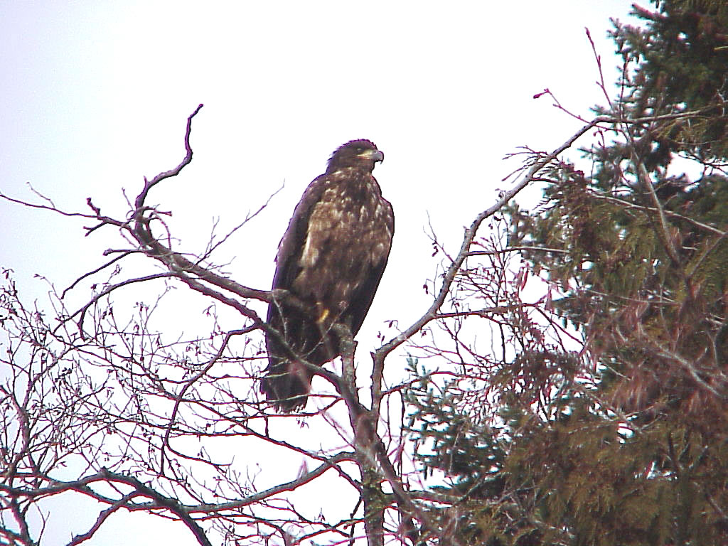 Female Bald Eagle | Pics4Learning