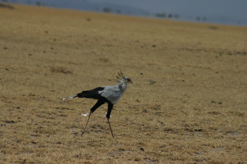 Secretary Bird | Pics4Learning