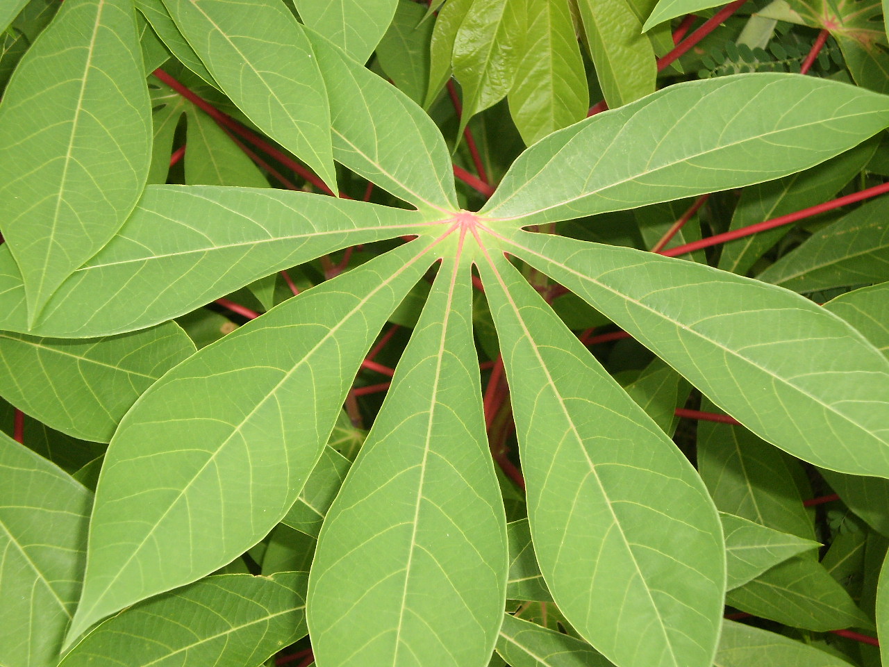sept07024.jpg - cassava (Manihot esculenta) leaves