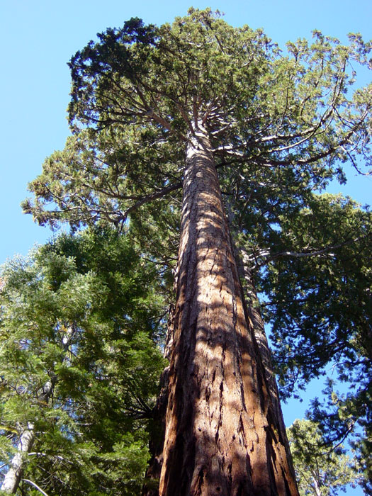 Sequoias can grow to be 300 feet tall. Though not as tall as their cousins, the coastal redwoods