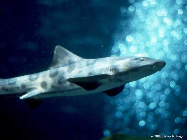 shark at the Seattle Aquarium | Pics4Learning