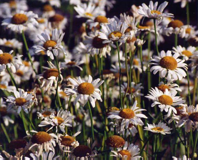 Shasta Daisies Pics4Learning   Shastadaisy 