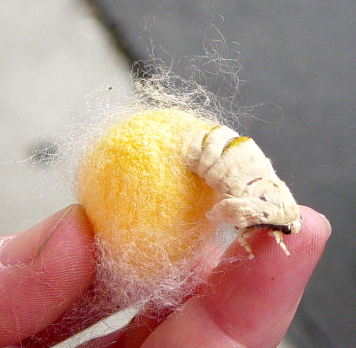 Silkworm moth emerging from cocoon | Pics4Learning