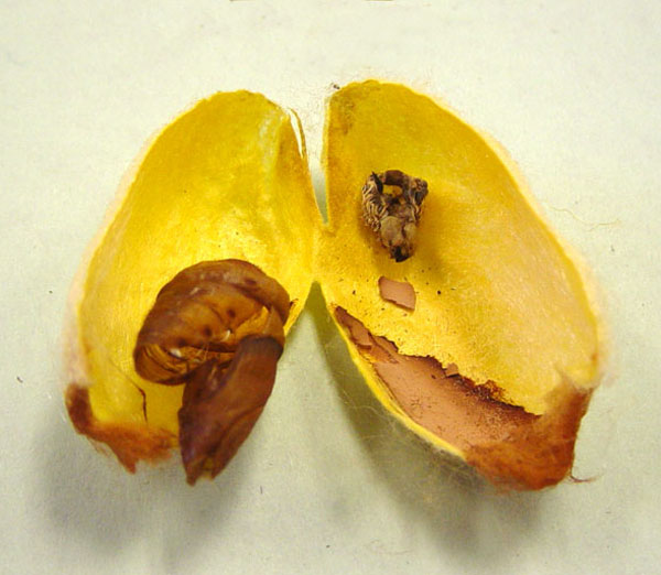 After emerging, the moth leaves two things inside the cocoon: the caterpillar exoskeleton (skin) when it changed from larva to pupa, and the shell that covered the pupa as it changed from pupa to adult moth.