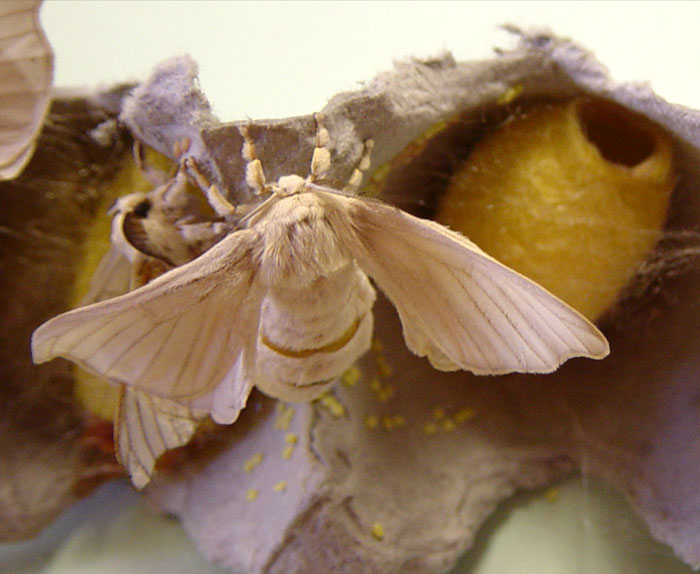 The wings and body of the silkworm moth are covered with white scales ...