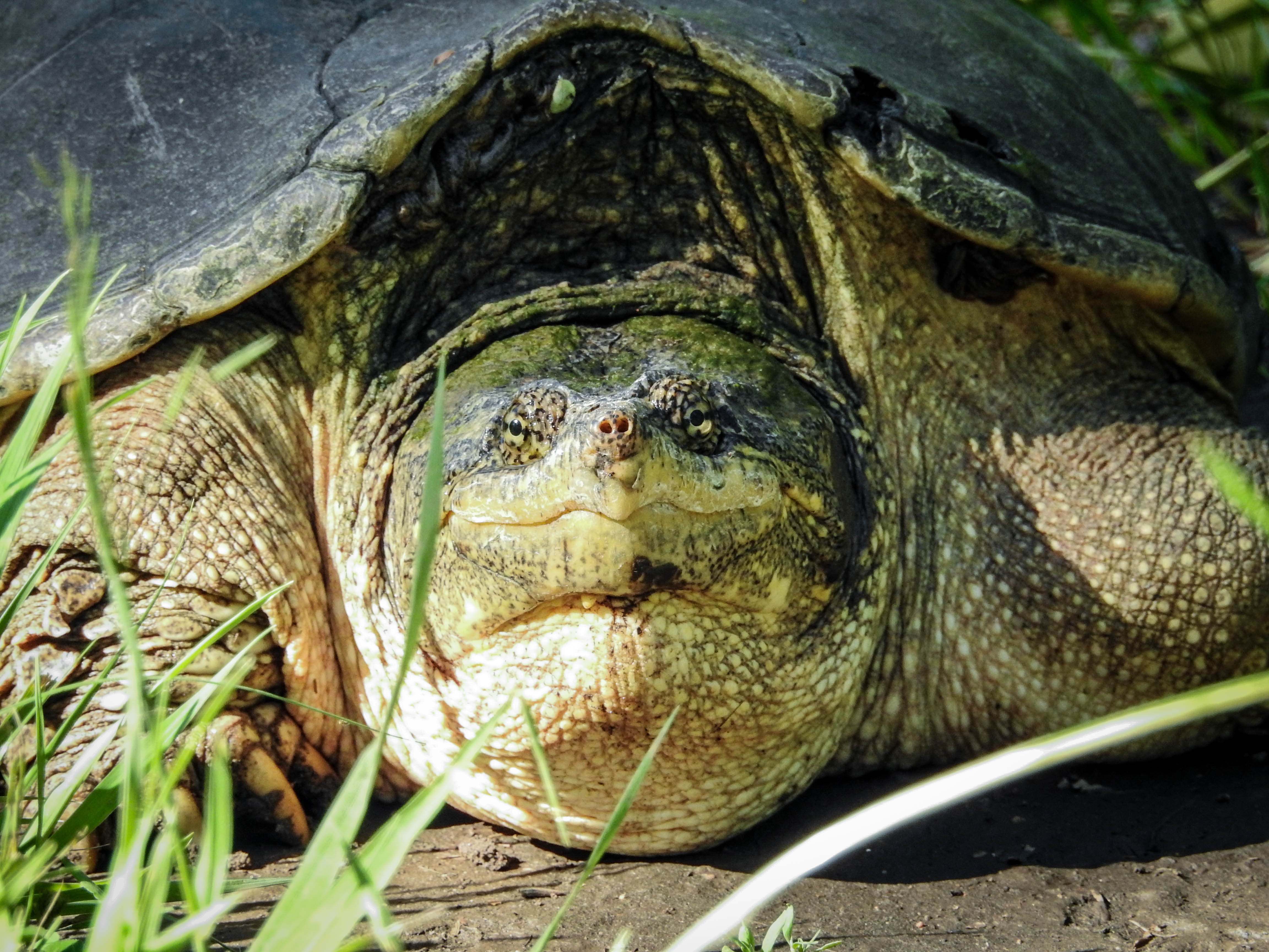 Snapping Turtle Pics4Learning