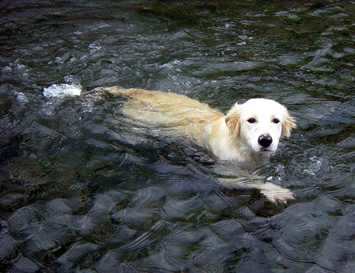 should i let my dog swim in the river