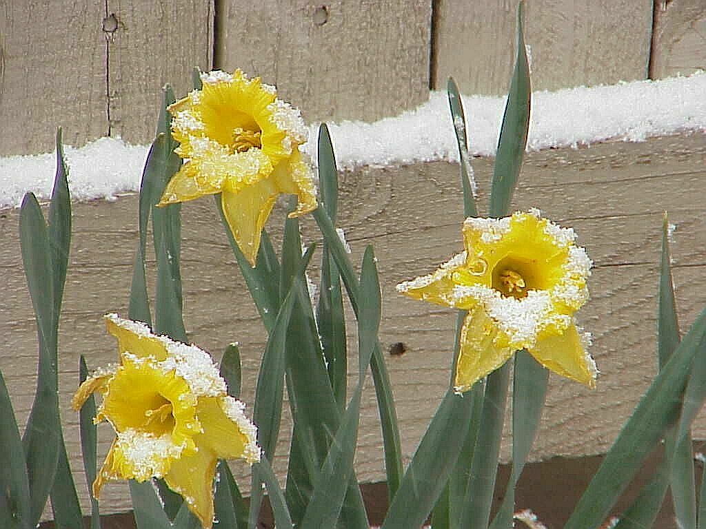 Snow and Daffodil Pics4Learning