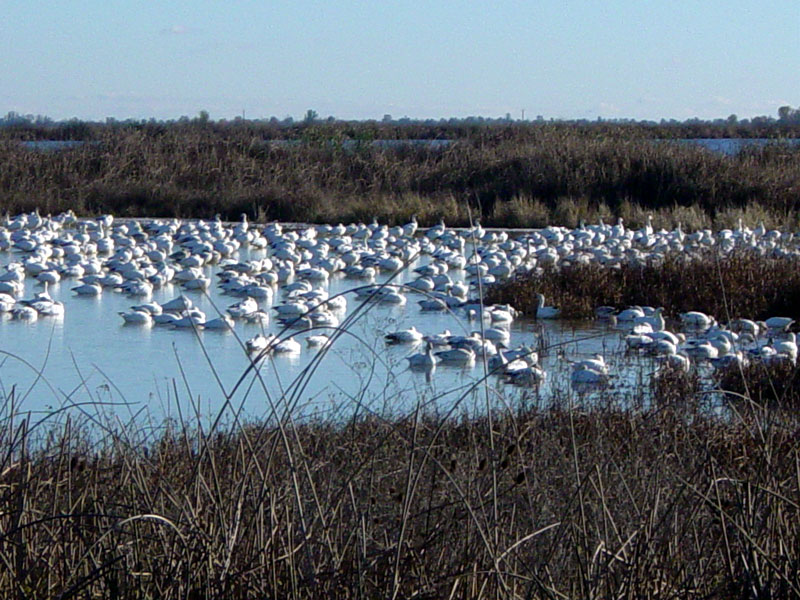 Flock of Snow Geese | Pics4Learning