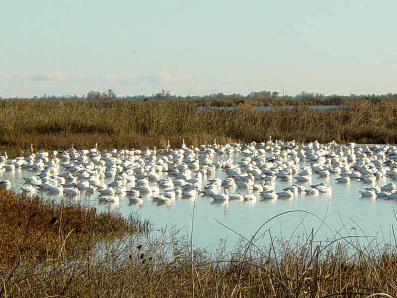 Flock of Snow Geese | Pics4Learning