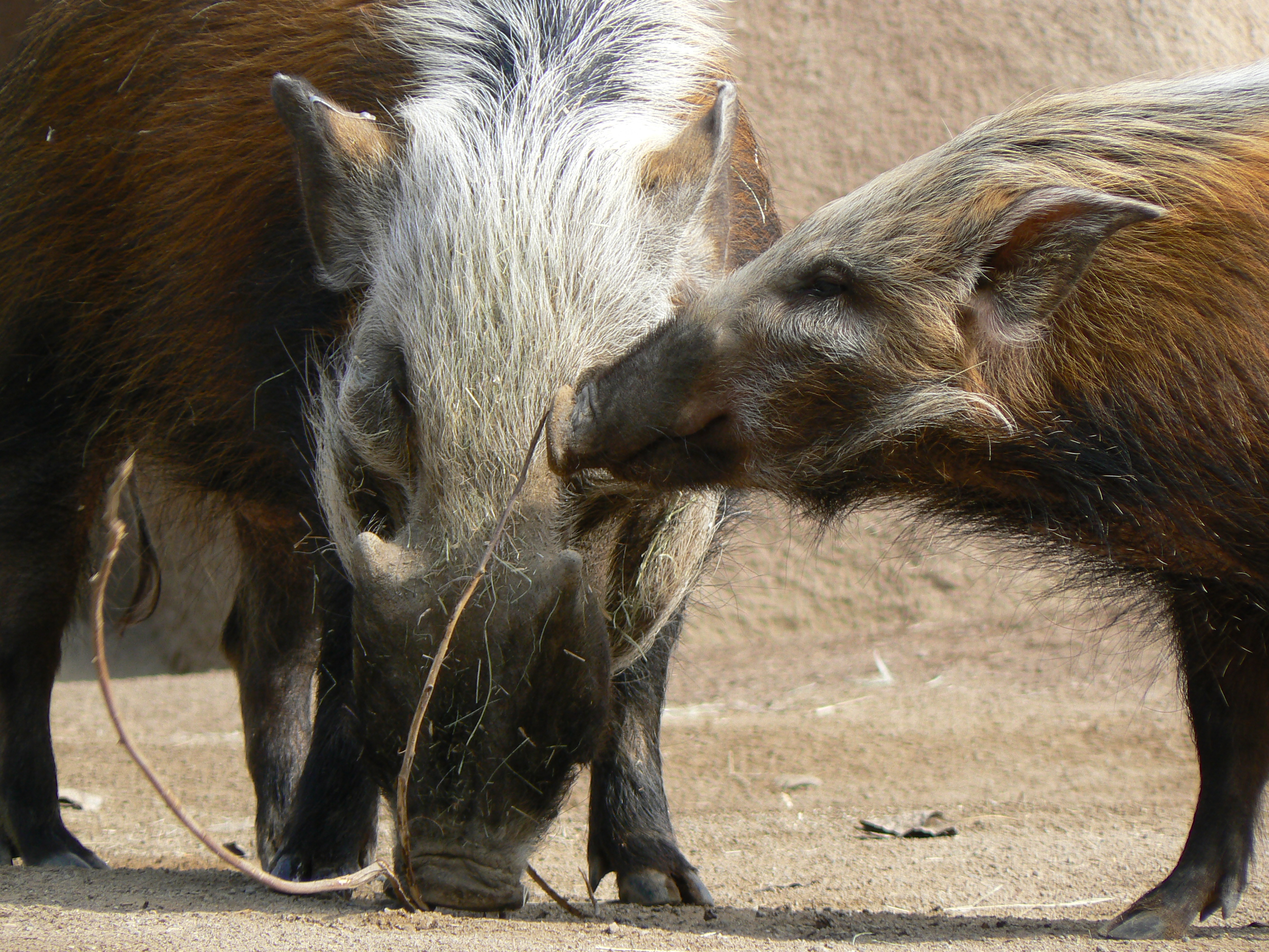 Southern Bush Pig Pics4Learning