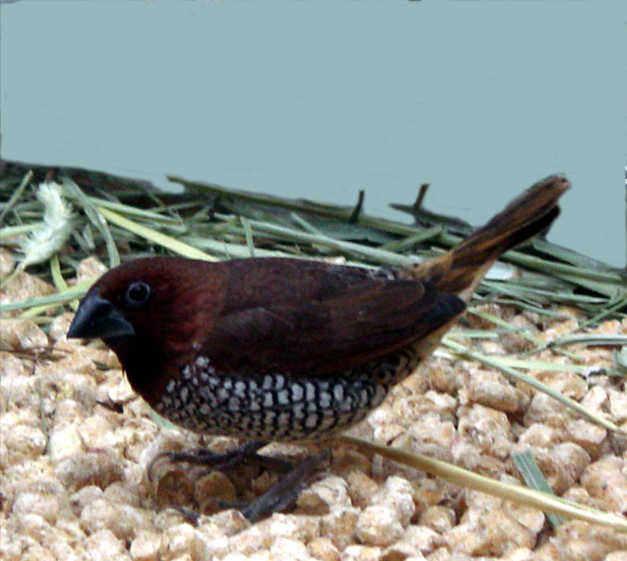 Spice Finch | Pics4Learning