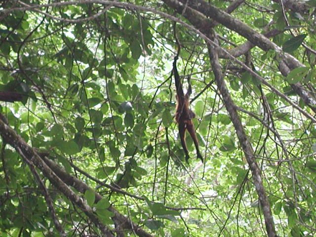 Black Handed Spider monkey (Ateles geoffroyi) | Pics4Learning