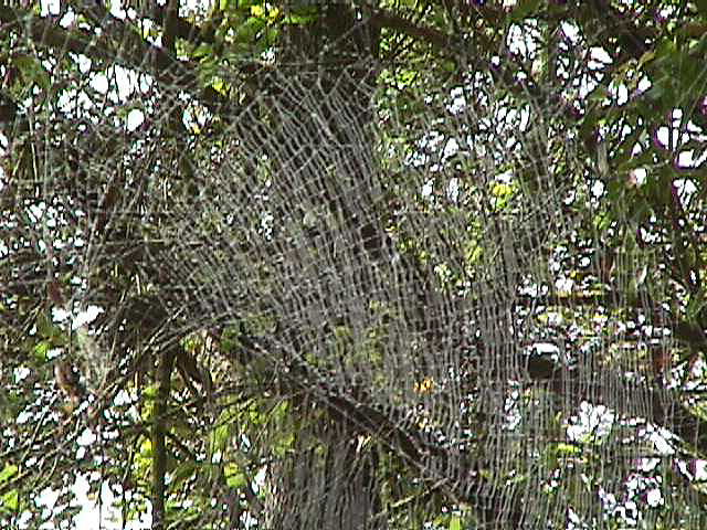 largest spider web