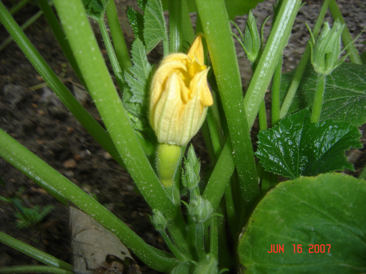 Squash with bloom Pics4Learning