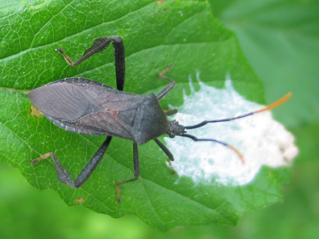 squash bug