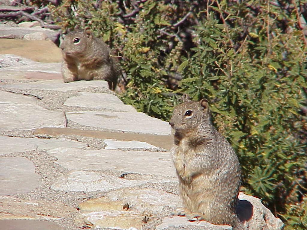 Doouble-trouble squirrels | Pics4Learning