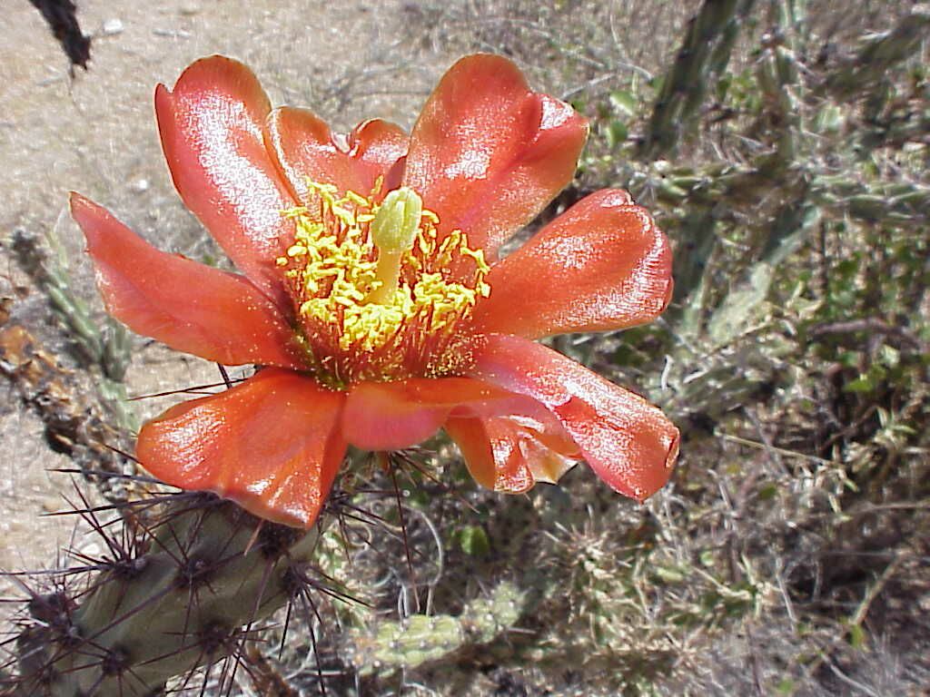 Staghorn Cholla | Pics4Learning