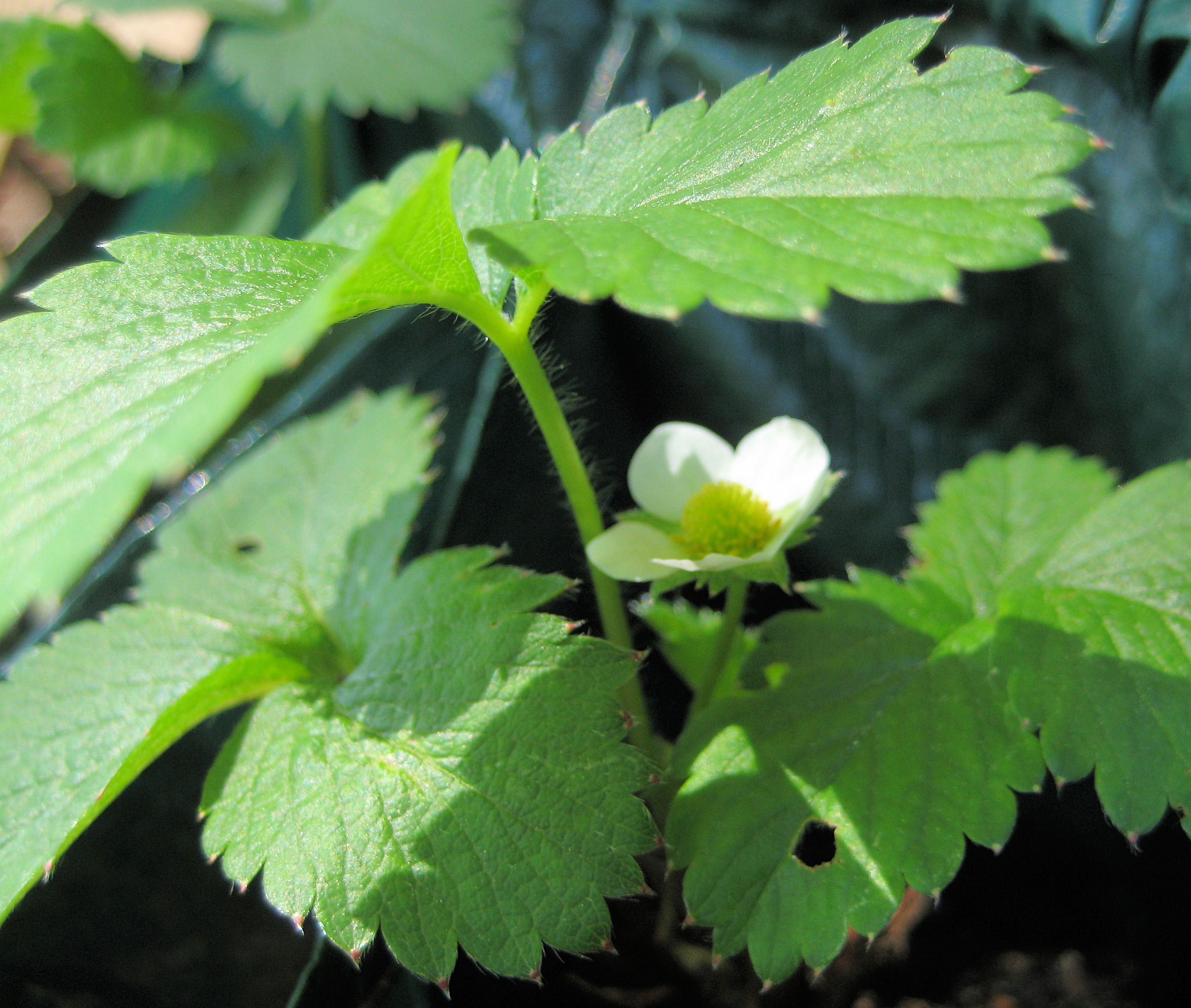 Strawberry plane in bloom Pics4Learning