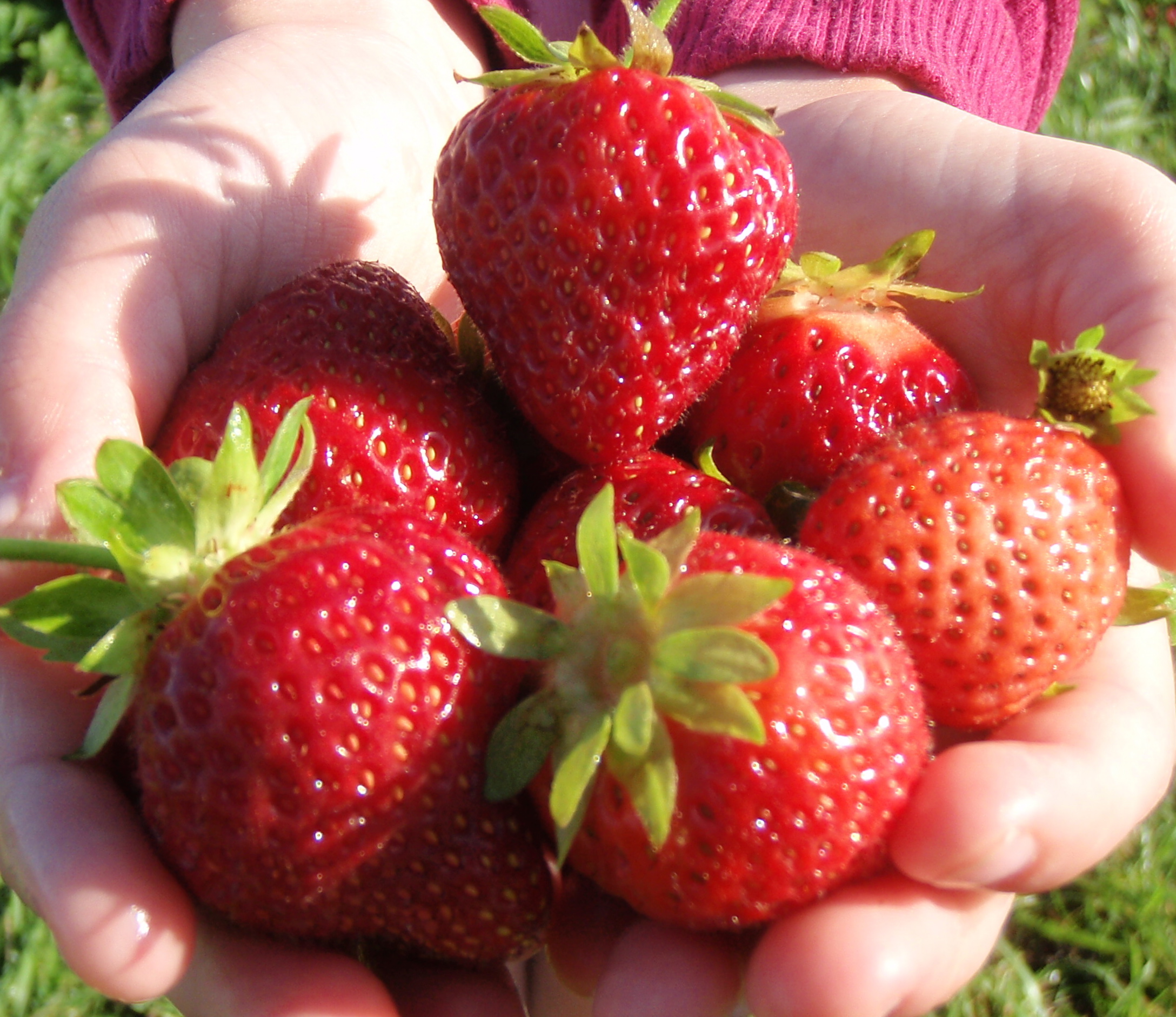 handful-of-strawberries-pics4learning