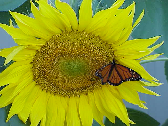 Monarch on Mammoth | Pics4Learning