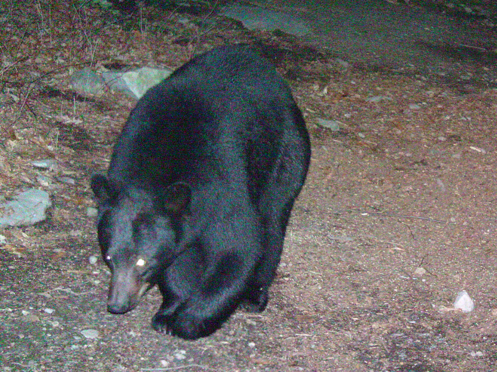 Pennsylvania Black Bear | Pics4Learning