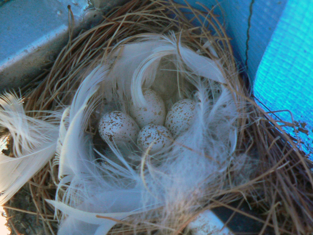 Swallow Nest and Eggs | Pics4Learning