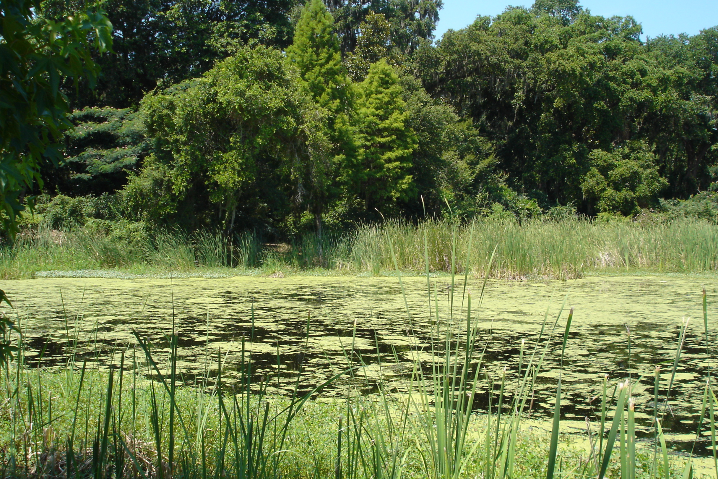 swamp | Pics4Learning