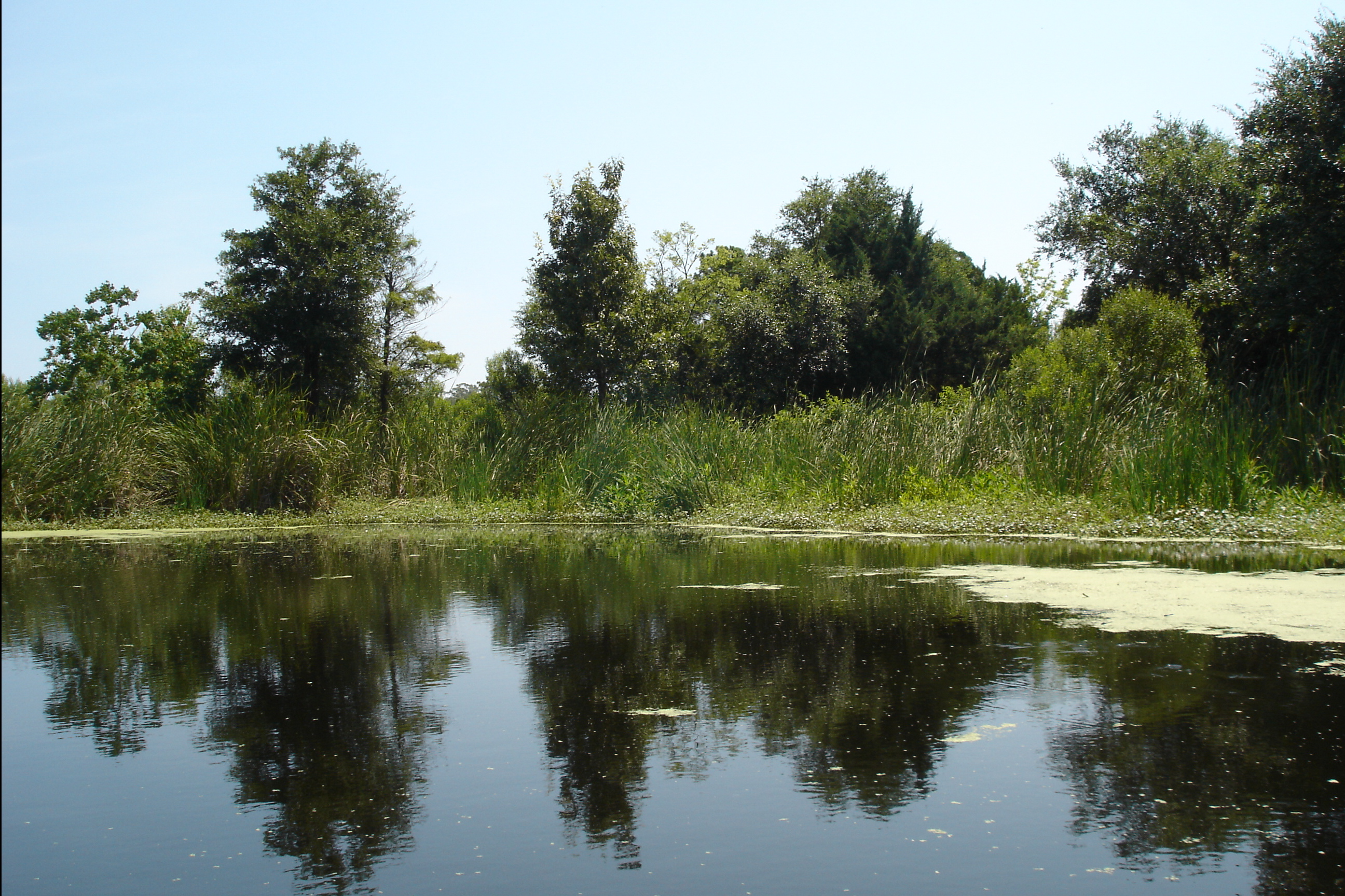 swamp | Pics4Learning