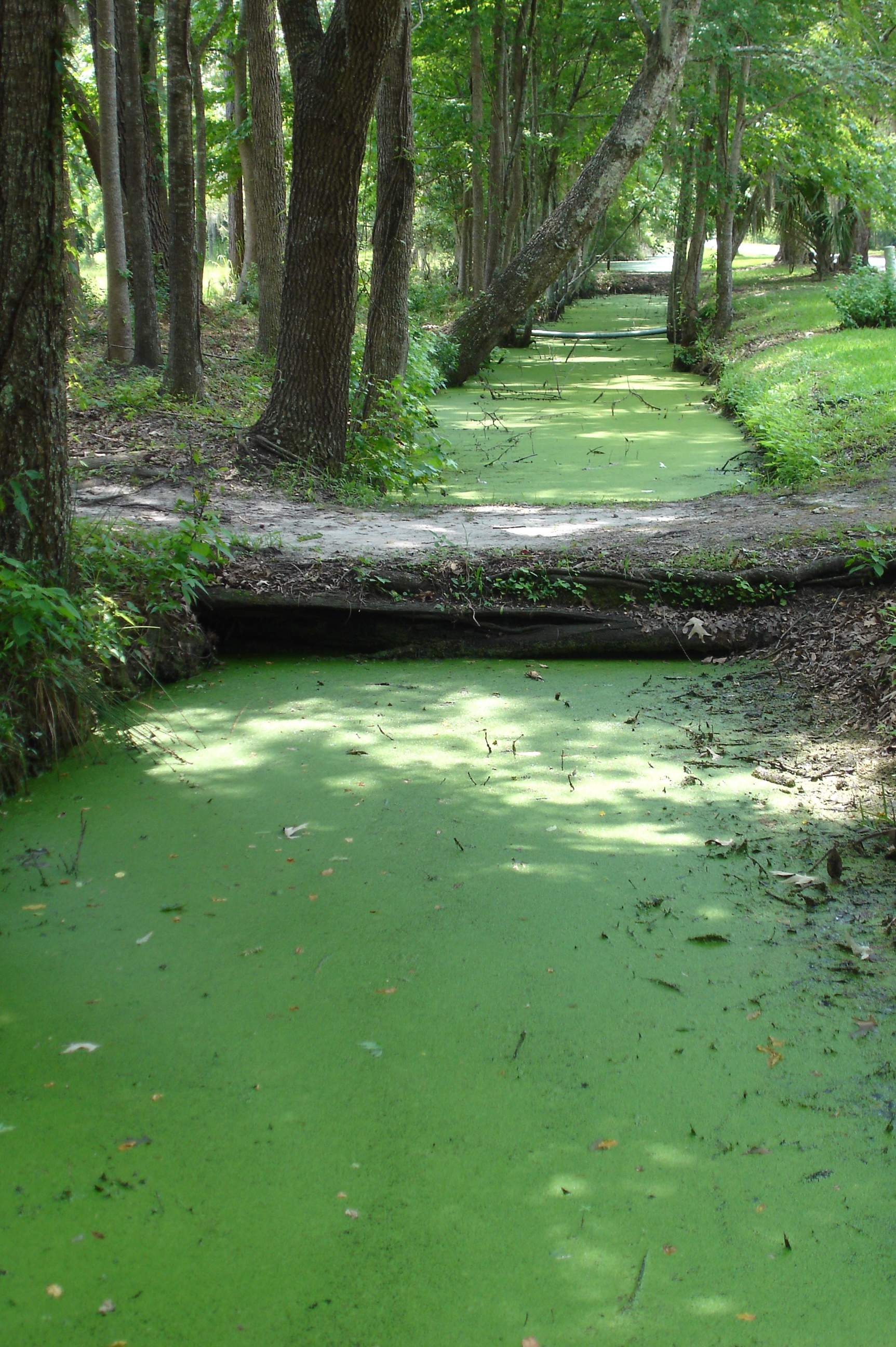Swamp pics4learning