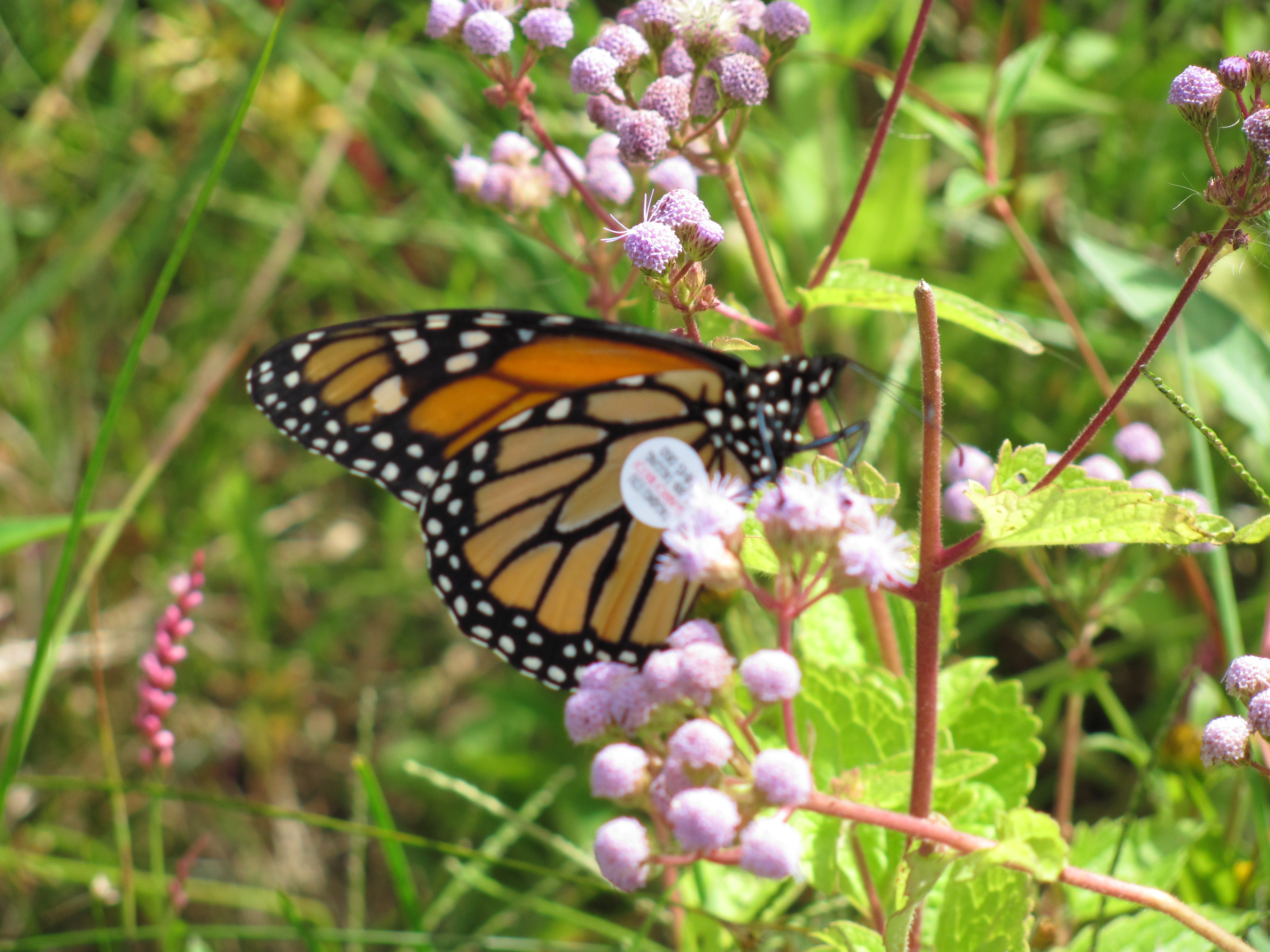 Tagged Monarch Butterfly | Pics4Learning