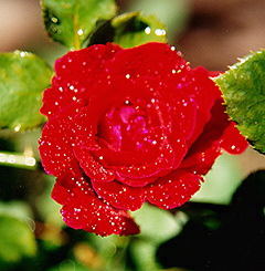 rose with water beads | Pics4Learning