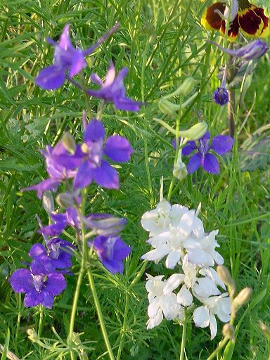 purple wildflowers identification