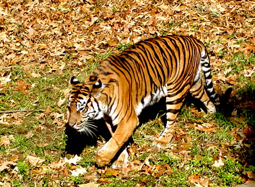 tiger | Pics4Learning