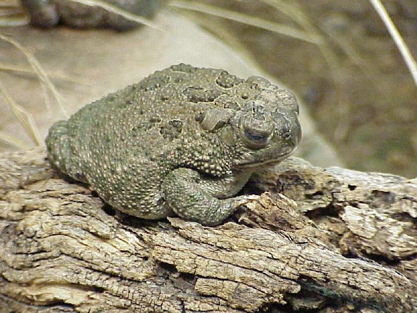 is woodhouse toad poisonous to dogs